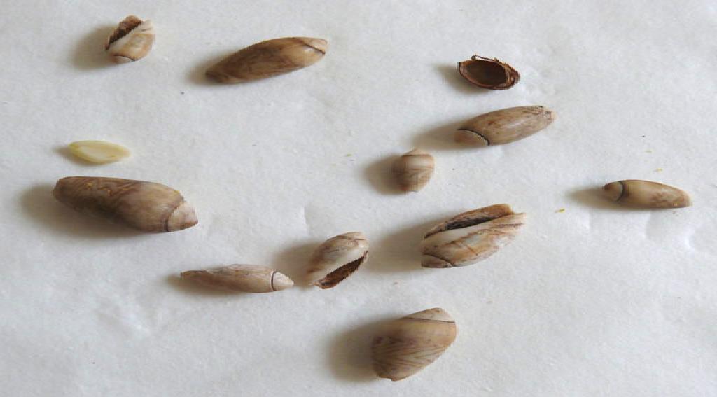 Schelpengeld - monnaie coquillage